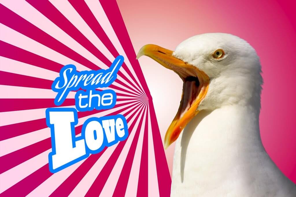 A seagull spreading love